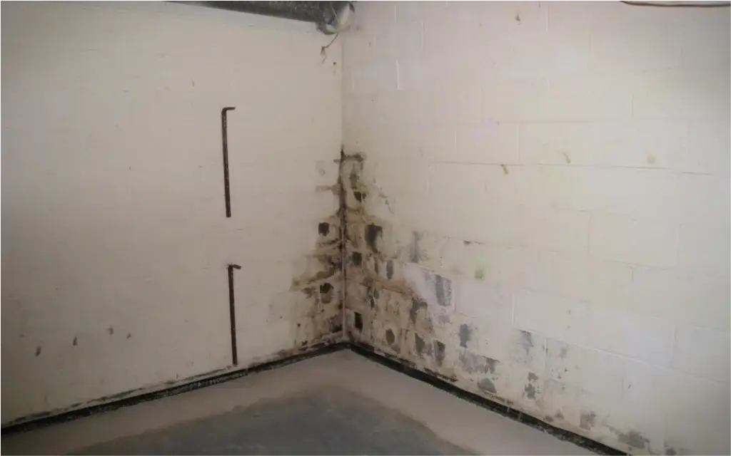 Basement Mold