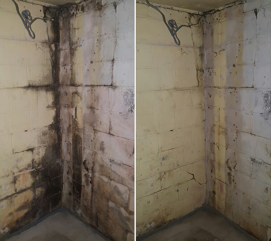 Basement Mold Removal