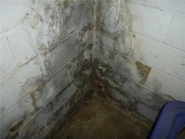 Basement Mold Remediation